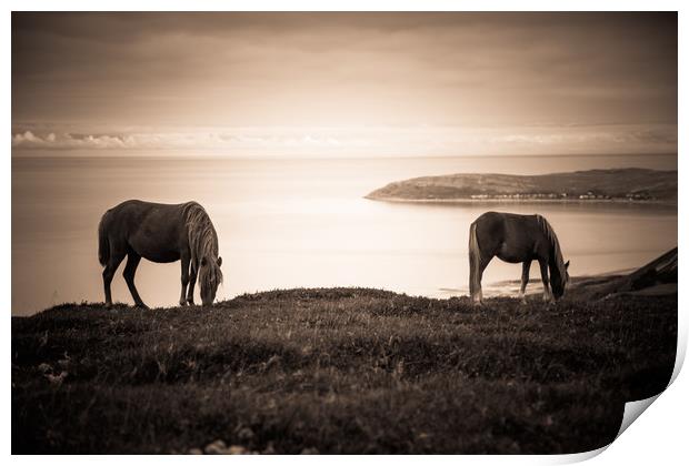 Wild Ponies of North Wales Print by Sean Wareing