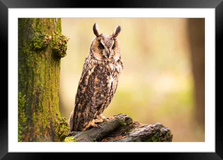 Long Eared Owl Framed Mounted Print by Sam Smith