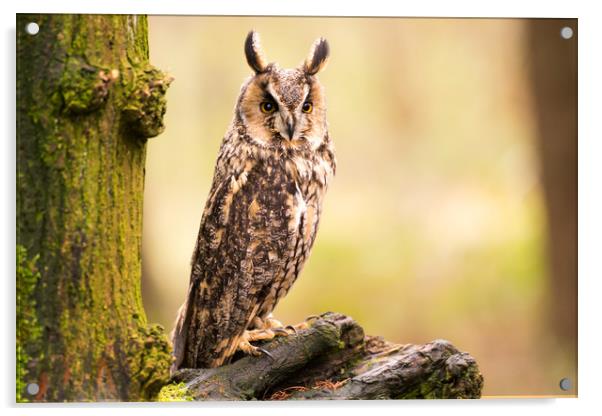 Long Eared Owl Acrylic by Sam Smith
