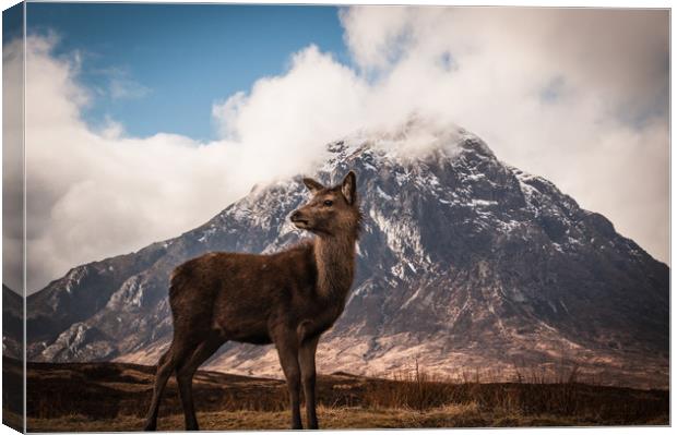Red deer fawn Buachaille Etive Mor Canvas Print by Willie Cowie