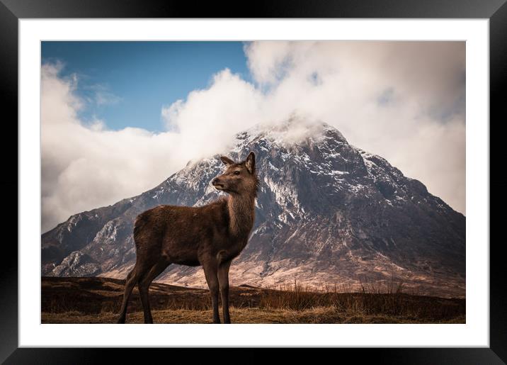 Red deer fawn Buachaille Etive Mor Framed Mounted Print by Willie Cowie