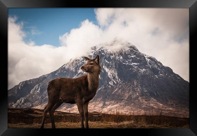 Red deer fawn Buachaille Etive Mor Framed Print by Willie Cowie