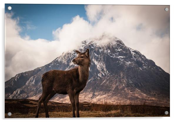 Red deer fawn Buachaille Etive Mor Acrylic by Willie Cowie