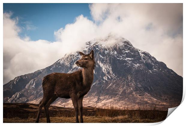 Red deer fawn Buachaille Etive Mor Print by Willie Cowie