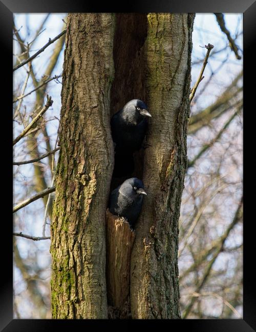 Roosting Jackdaws. Framed Print by Tommy Dickson