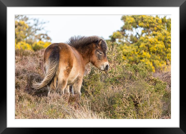 Exmoor delight Framed Mounted Print by Philip Male