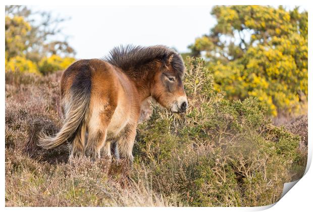 Exmoor delight Print by Philip Male