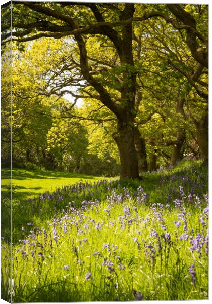 Wales in Spring Canvas Print by Sean Wareing