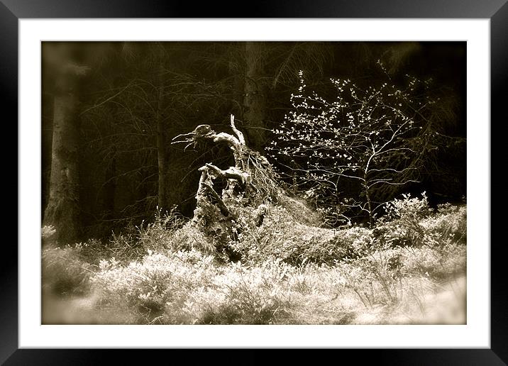 Forest Friend Framed Mounted Print by lucy devereux