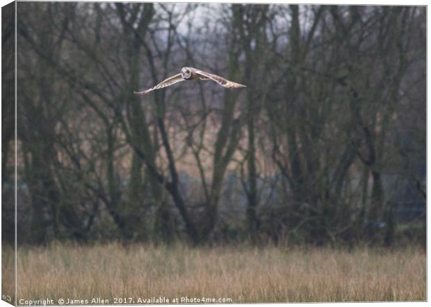 Short Eared Owl full wing span!  Canvas Print by James Allen