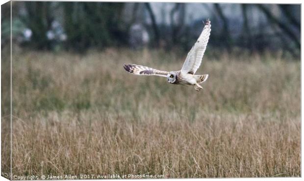 Short Eared Owl about to Land Canvas Print by James Allen