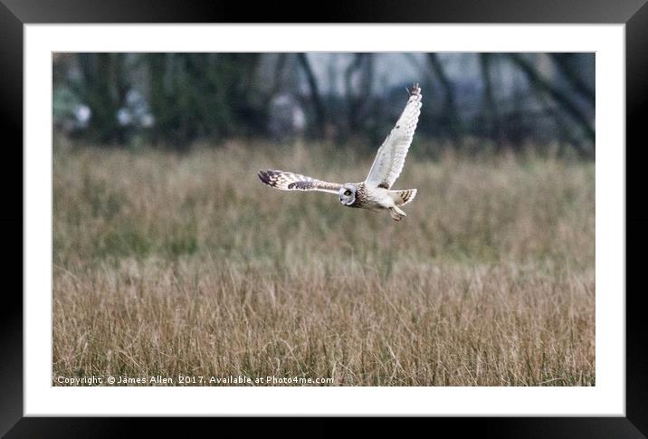 Short Eared Owl about to Land Framed Mounted Print by James Allen