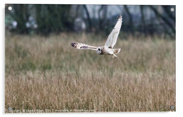 Short Eared Owl about to Land Acrylic by James Allen