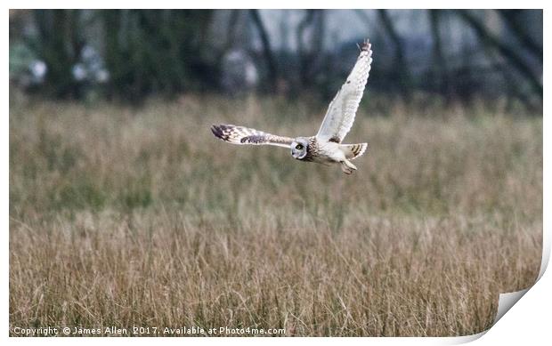 Short Eared Owl about to Land Print by James Allen