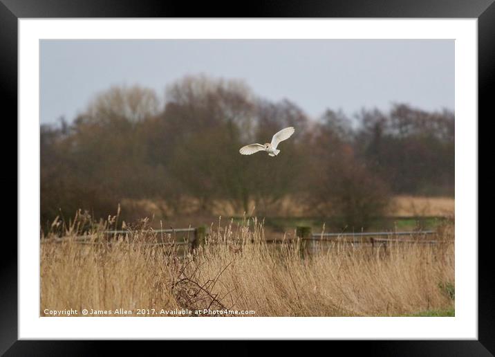 Soothing flight over local marsh land  Framed Mounted Print by James Allen