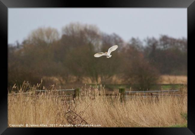 Soothing flight over local marsh land  Framed Print by James Allen