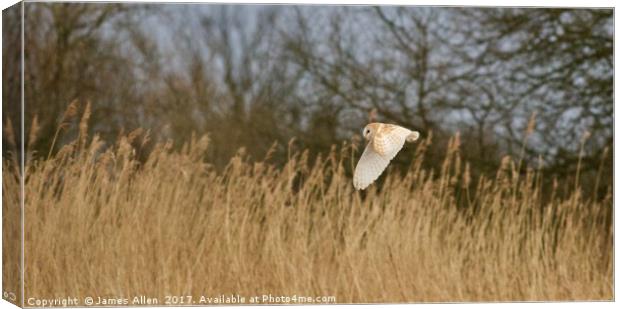 Searching amongst the reeds Canvas Print by James Allen