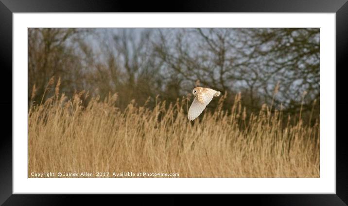 Searching amongst the reeds Framed Mounted Print by James Allen