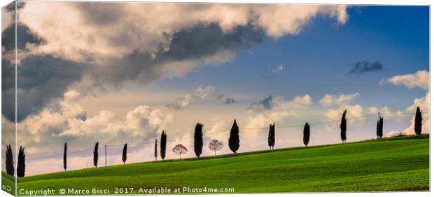 Cypress tree Canvas Print by Marco Bicci