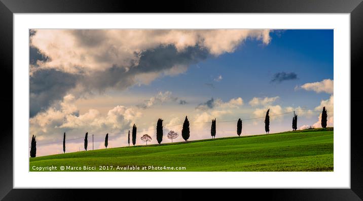 Cypress tree Framed Mounted Print by Marco Bicci