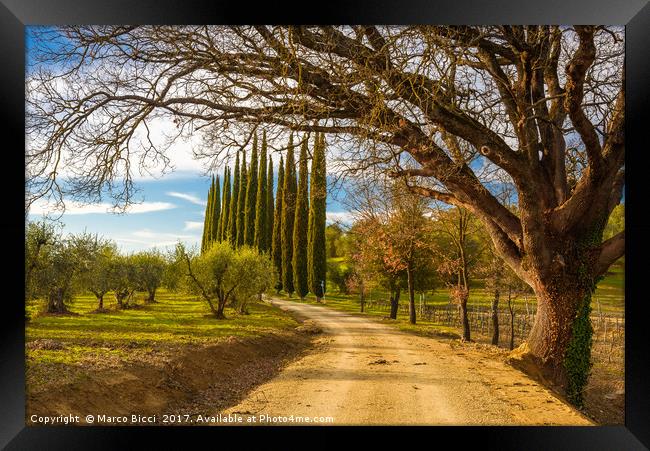 View of a path in the Tuscany countryside Framed Print by Marco Bicci
