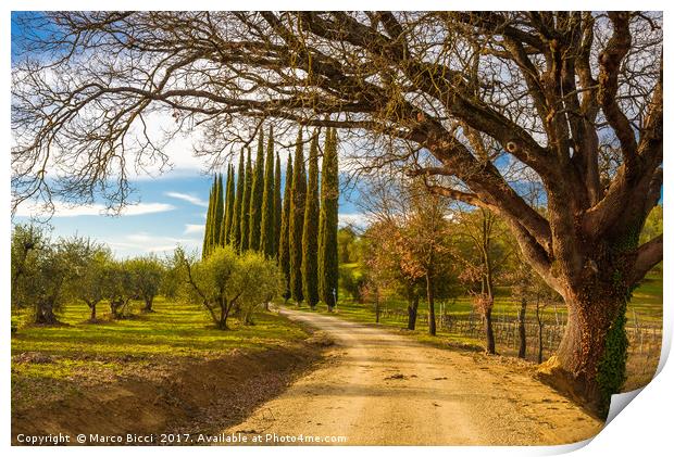 View of a path in the Tuscany countryside Print by Marco Bicci