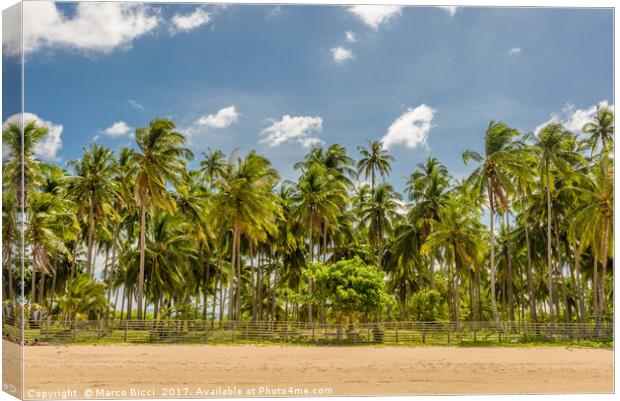 Forest of palm trees Canvas Print by Marco Bicci