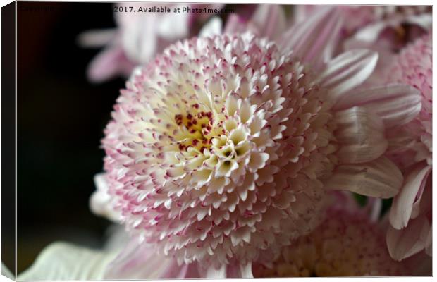 Flower in spring Canvas Print by Derrick Fox Lomax