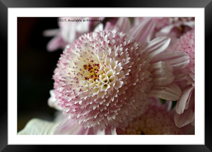 Flower in spring Framed Mounted Print by Derrick Fox Lomax