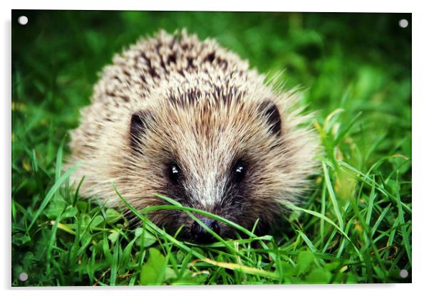 Hedgehog's garden pet  Acrylic by Stephanie Veronique