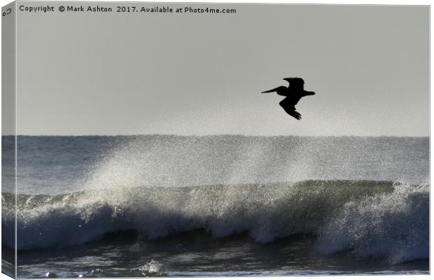 A Pelican Surfs The Waves Canvas Print by Mark Ashton