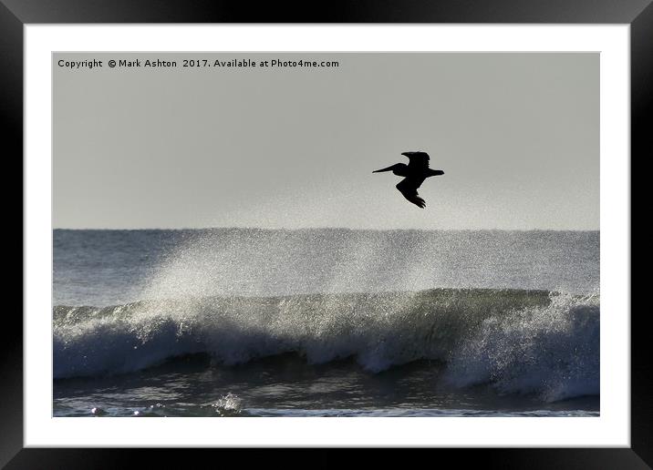 A Pelican Surfs The Waves Framed Mounted Print by Mark Ashton