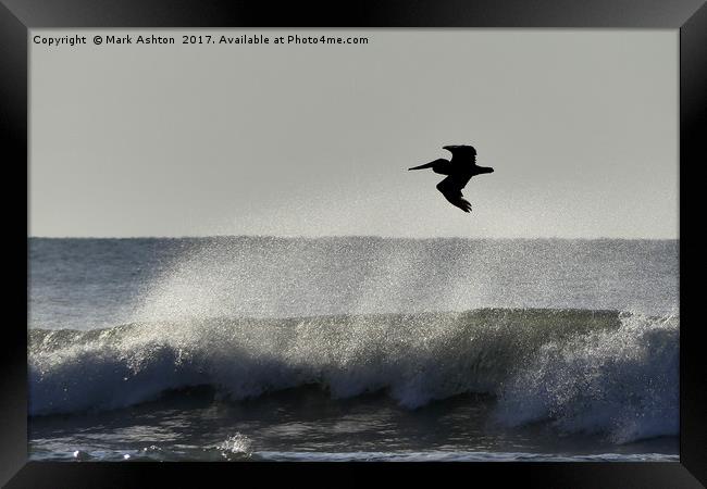 A Pelican Surfs The Waves Framed Print by Mark Ashton