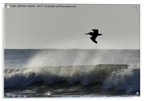 A Pelican Surfs The Waves Acrylic by Mark Ashton