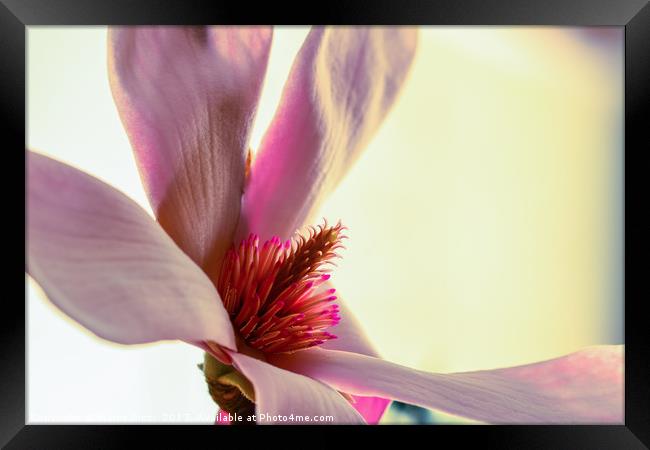 Close up of a pink flower Framed Print by Marco Bicci