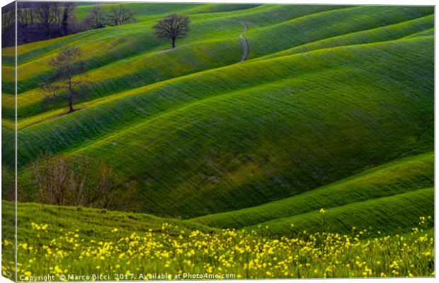Green hills and flowers Canvas Print by Marco Bicci