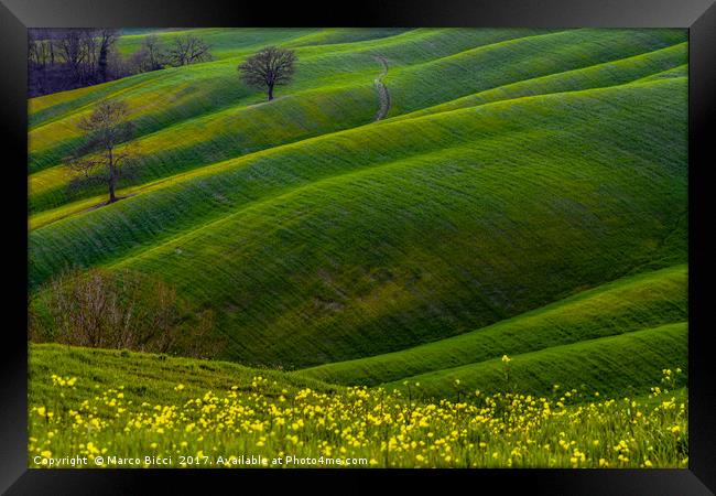 Green hills and flowers Framed Print by Marco Bicci