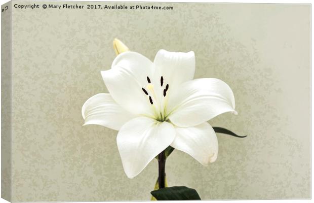 White Lily Canvas Print by Mary Fletcher