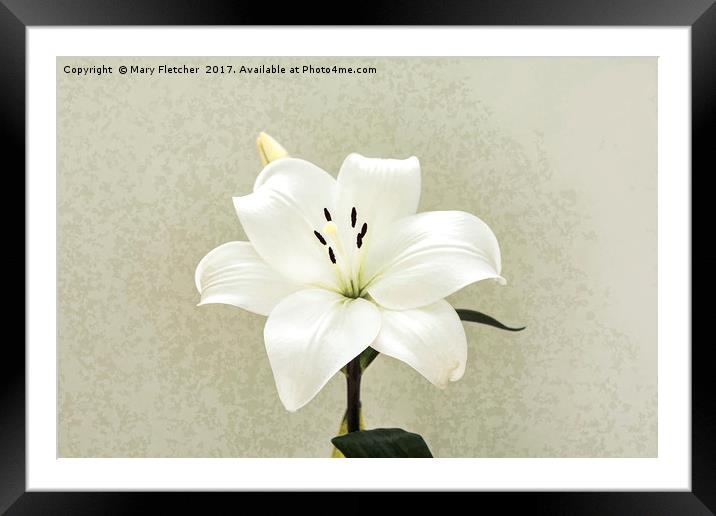 White Lily Framed Mounted Print by Mary Fletcher