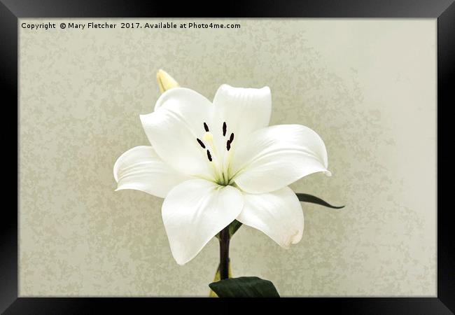 White Lily Framed Print by Mary Fletcher