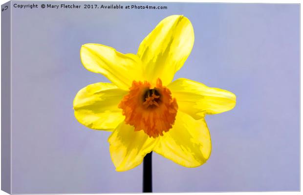 Daffodil Canvas Print by Mary Fletcher