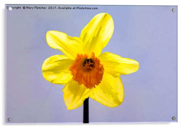 Daffodil Acrylic by Mary Fletcher