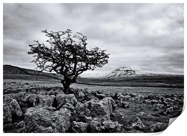 The hardy tree Print by David McCulloch