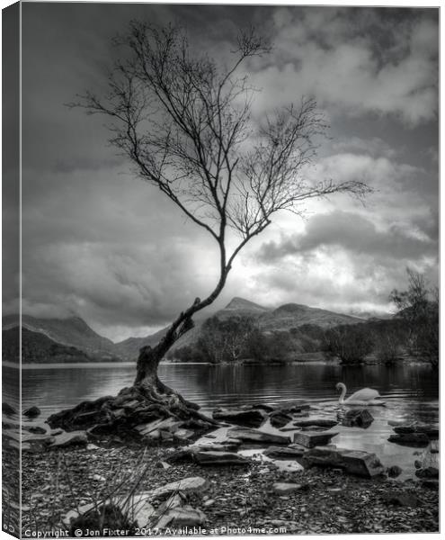 The Lone Tree, & Swan Llyn Padarn, Llanberis Canvas Print by Jon Fixter