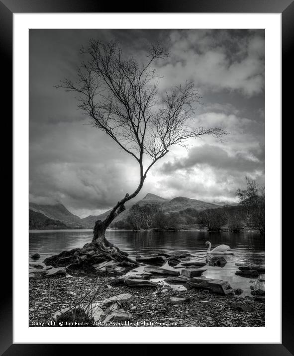 The Lone Tree, & Swan Llyn Padarn, Llanberis Framed Mounted Print by Jon Fixter