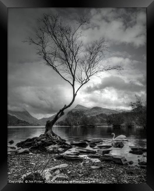 The Lone Tree, & Swan Llyn Padarn, Llanberis Framed Print by Jon Fixter