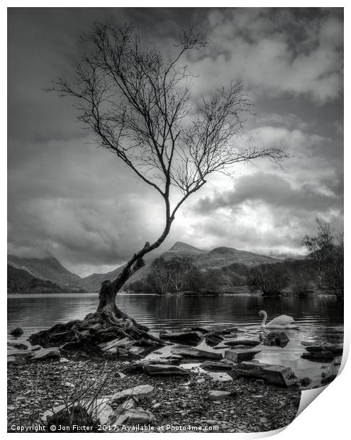 The Lone Tree, & Swan Llyn Padarn, Llanberis Print by Jon Fixter