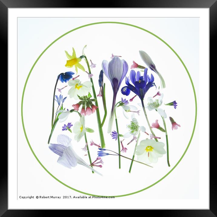 Spring Flowers Framed Mounted Print by Robert Murray