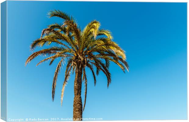 Green Palm Tree On Blue Sky Canvas Print by Radu Bercan