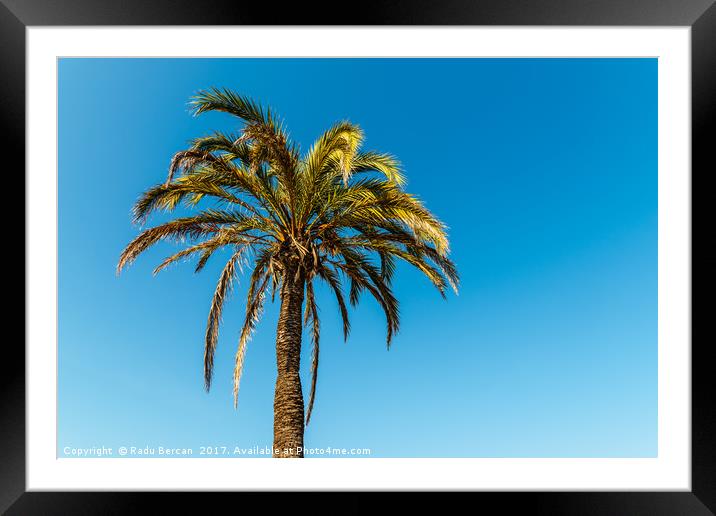 Green Palm Tree On Blue Sky Framed Mounted Print by Radu Bercan